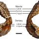 Illustration for article titled This human-toothed fish won't give you nightmares, but its cousin will